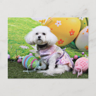 Påsk - Bichon Frise - Mia Helg Vykort