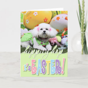 Påsk - Bichon Frise - Mia Helgkort