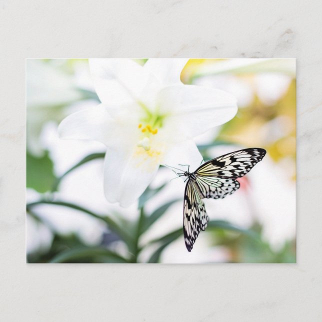 Påsk Blessings 1 John 2:25 Bible Verse Helg Vykort (Framsida)