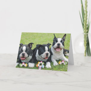 Påsk boston skräckers helgkort