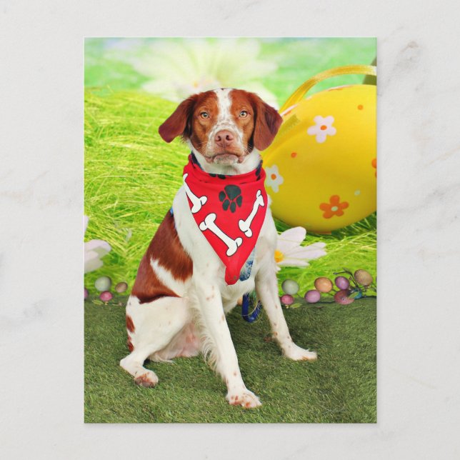Påsk - Brittany Spaniel - Elliott Helg Vykort (Framsida)