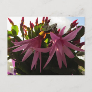 Påsk Cactus Flower Plant Helg Vykort