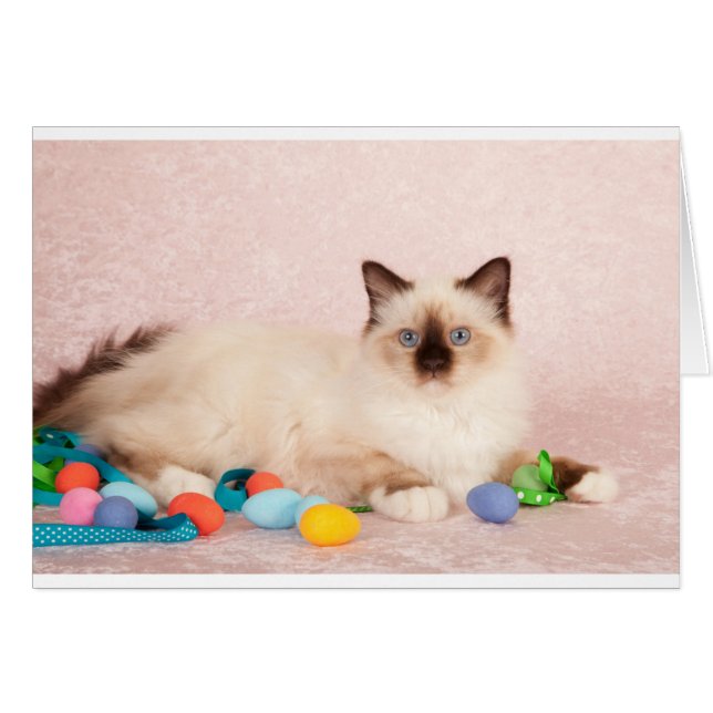 Påsk Cat Hälsningskort (Framsidan Horizontal)