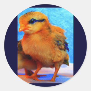 Påsk Chick-A-dee-Light Runt Klistermärke