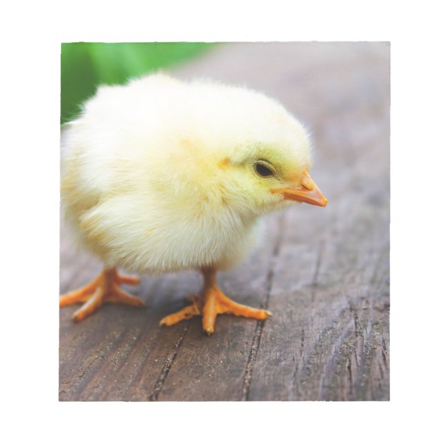 Påsk Chick Anteckningsblock (Framsida)