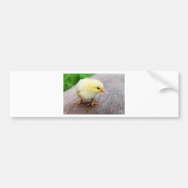Påsk Chick Bildekal (Framsidan)