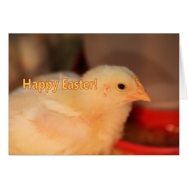 Påsk chick hälsningskort (Framsidan Horizontal)