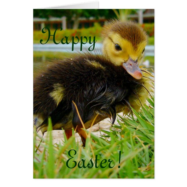 Påsk Chick Hälsningskort (Framsidan)