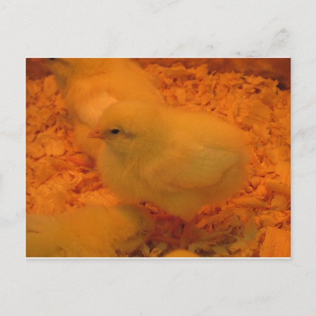 Påsk Chick Helg Vykort (Framsida)