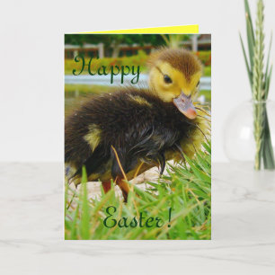 PÅSK CHICK II HELGKORT