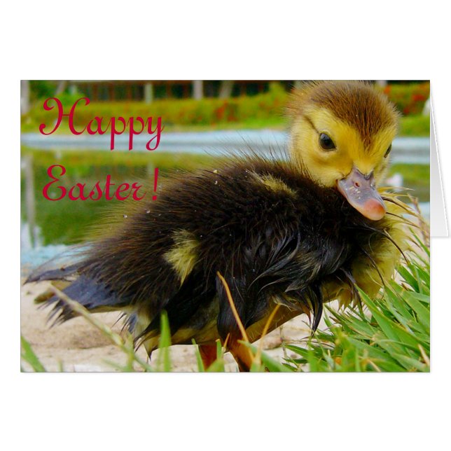 PÅSK CHICK IV HÄLSNINGSKORT (Framsidan Horizontal)