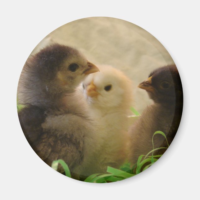 Påsk Chickens Magnet (Framsidan)