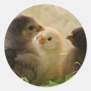 Påsk Chickens Runt Klistermärke
