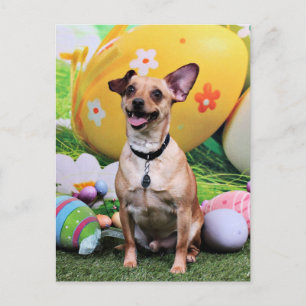 Påsk - Chipin Rockwell - Chihuahua Rambo Helg Vykort