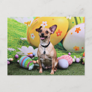 Påsk - Chipin Rockwell - Chihuahua Rambo Helg Vykort