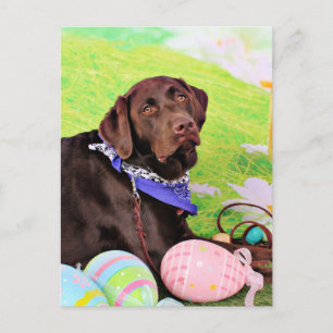 Påsk - choklad Labrador - Hershey Helg Vykort