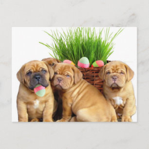 Påsk Dogue de Bordeaux valper Helg Vykort