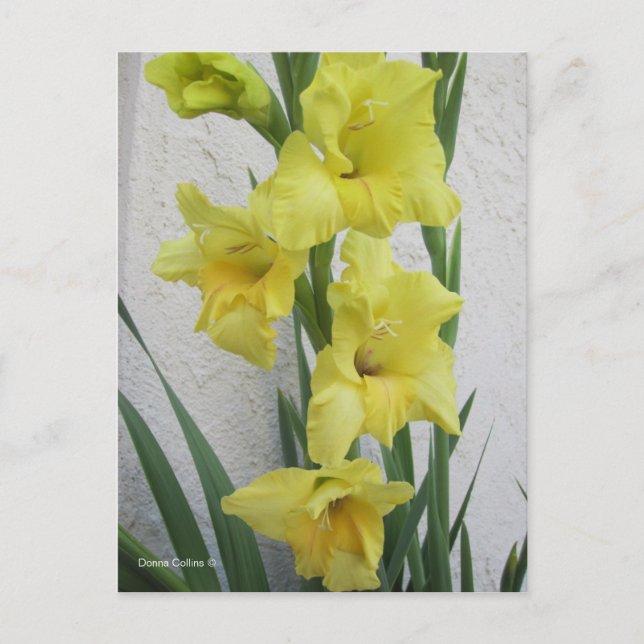 Påsk Flower Helg Vykort (Framsida)