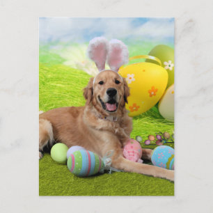 Påsk - Golden Retriever - Frank Helg Vykort