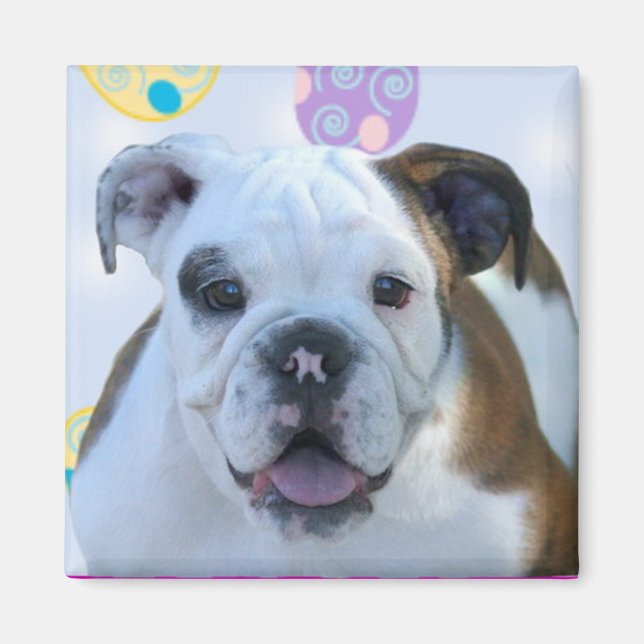 Påsk hälsning bulldog magnet (Framsidan)