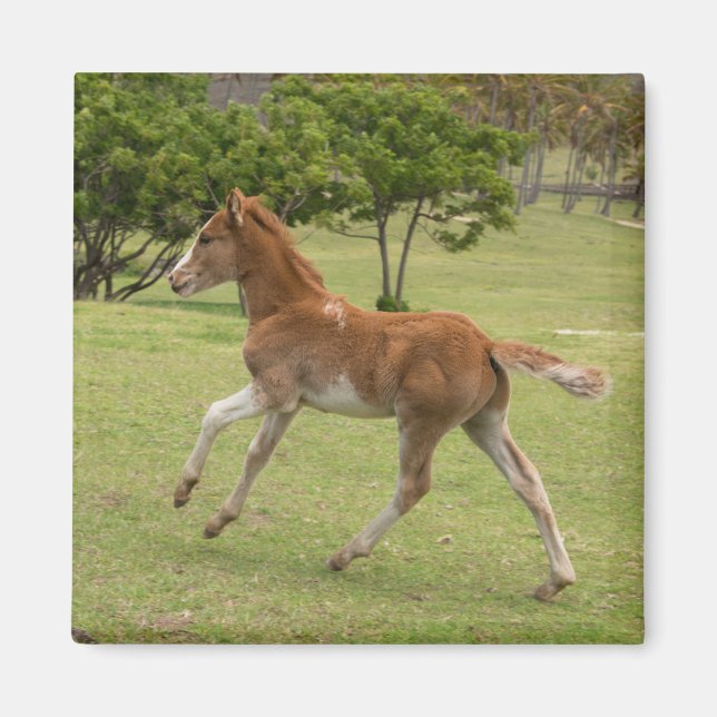 Påsk Island alias Rapa Nui Magnet (Framsidan)