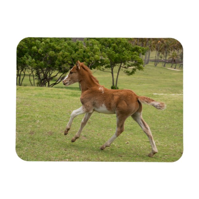 Påsk Island alias Rapa Nui Magnet (Horisontell)