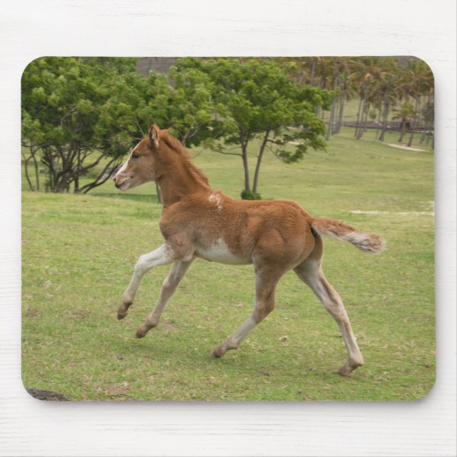 Påsk Island alias Rapa Nui Musmatta (Framsidan)