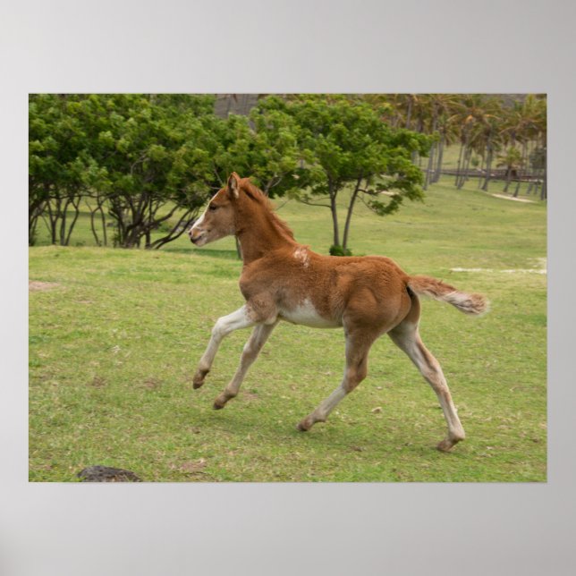 Påsk Island alias Rapa Nui Poster (Framsidan)