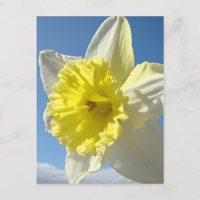 PÅSK-kort 11 Blomstergul näckros Kort (Framsida)