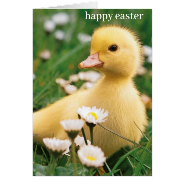 Påsk-kort - Cute Duckling Hälsningskort (Framsidan)