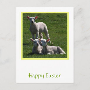 Påsk Lambs vykort