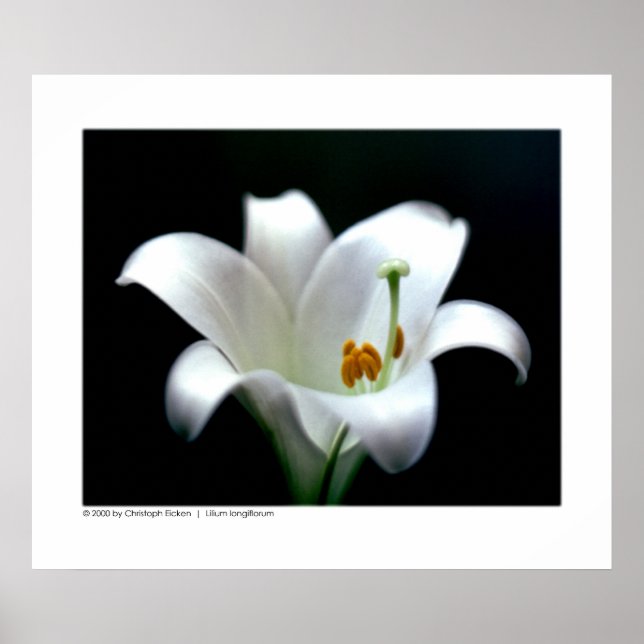 Påsk lily | Lilium longiflorum Poster (Framsidan)