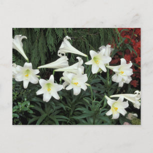 Påsk Lily (Lilium regale) Helg Vykort