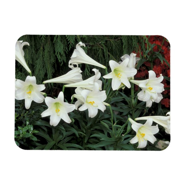 Påsk Lily (Lilium regale) Magnet (Horisontell)