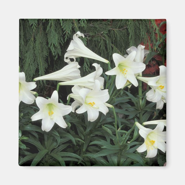 Påsk Lily (Lilium regale) Magnet (Framsidan)