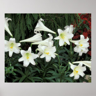 Påsk Lily (Lilium regale) Poster