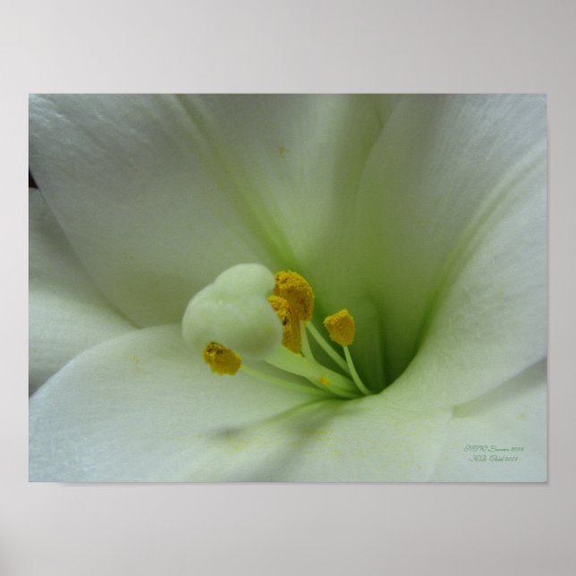 Påsk Lily Poster (Framsidan)