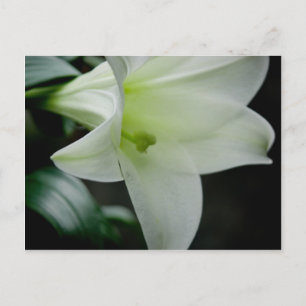 Påsk Lily ・ vykort