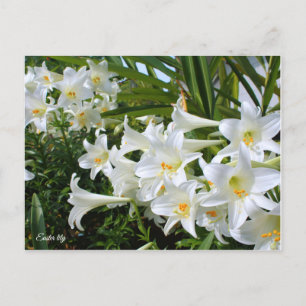 Påsk lily [vykort] ポ ス ト カ ー vykort