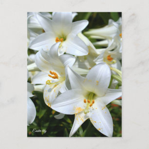 Påsk lily [vykort] ポ ス ト カ ー vykort