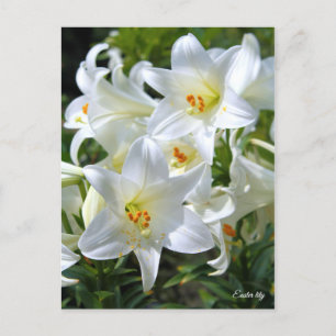 Påsk lily [vykort] ポ ス ト カ ー vykort