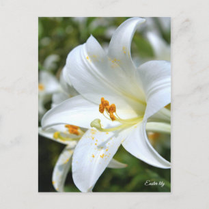 Påsk lily [vykort] ポ ス ト カ ー vykort