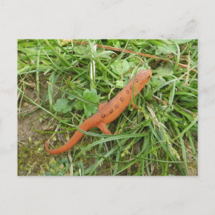 Påsk Newt Eft-vykort Helg Vykort