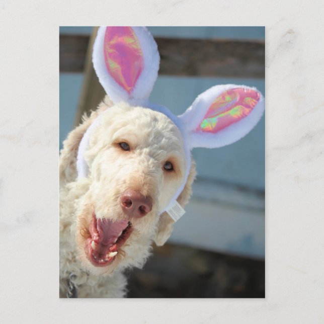 Påsk-Ollie Helg Vykort (Framsida)