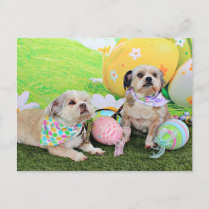 Påsk - Shih Tzu - Clementine och Winston Helg Vykort