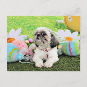 Påsk - Shih Tzu - Sophie Helg Vykort
