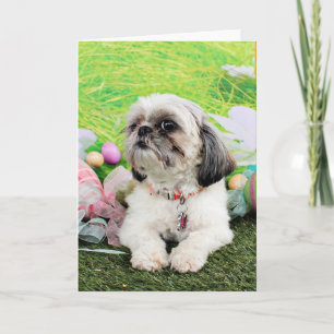 Påsk - Shih Tzu - Sophie Helgkort