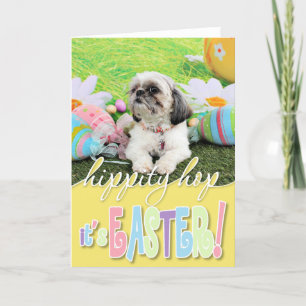 Påsk - Shih Tzu - Sophie Helgkort