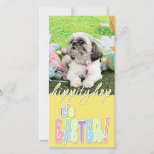 Påsk - Shih Tzu - Sophie Julkort
