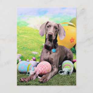 Påsk - Weimaraner - Ben Helg Vykort